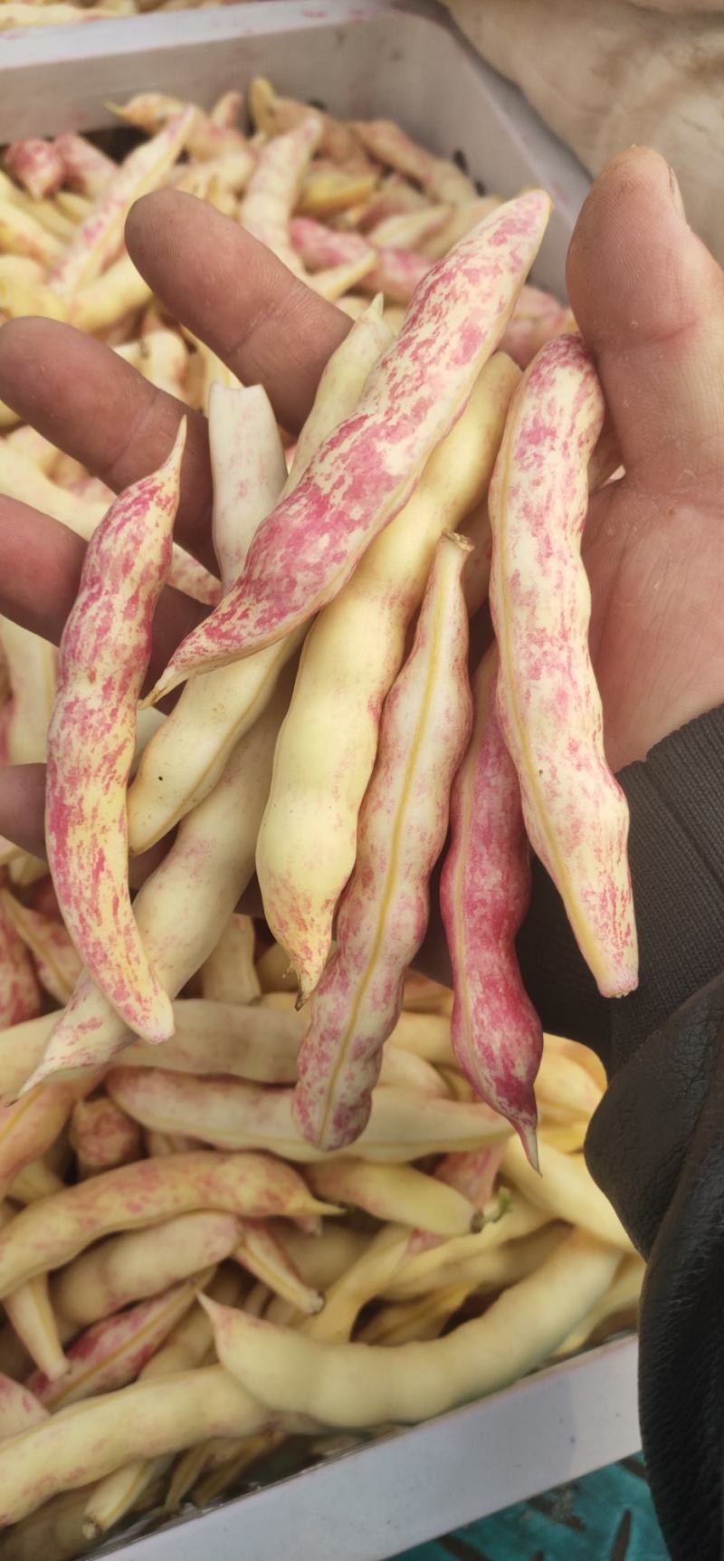 东北黄金沟，红金沟，大油豆角，小油豆角，
