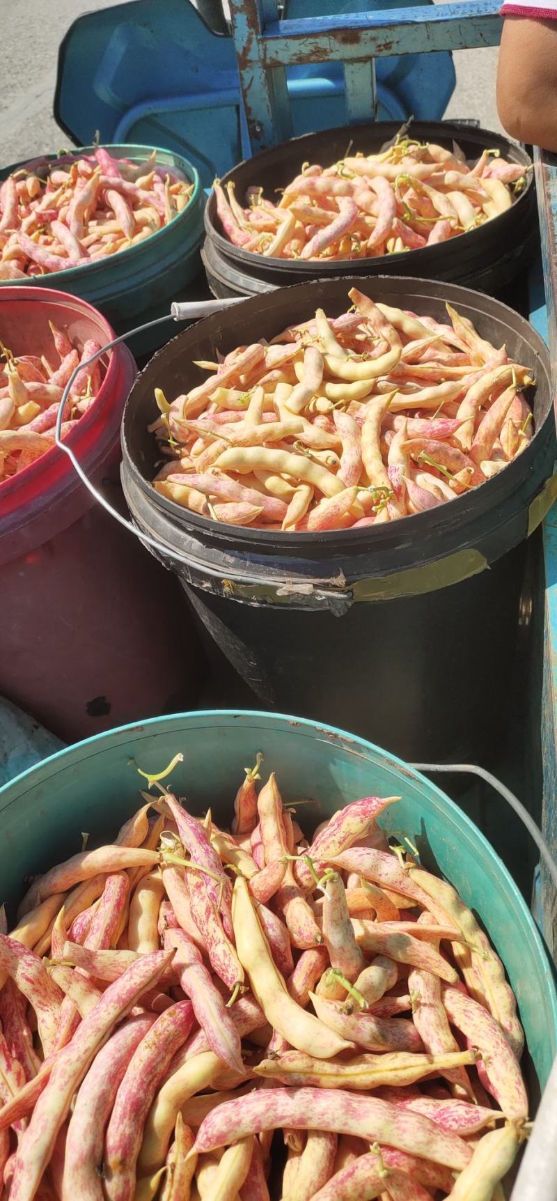 东北黄金沟，红金沟，大油豆角，小油豆角，