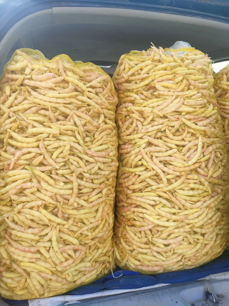 东北黄金沟，红金沟，大油豆角，小油豆角，