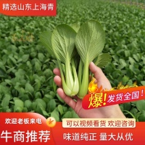 【精选】太和精品油菜，上海青，基地直供，全国发货，常年供