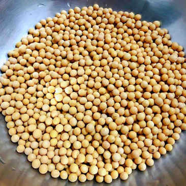 黄豆颗粒饱满货源充足欢迎来电咨询
