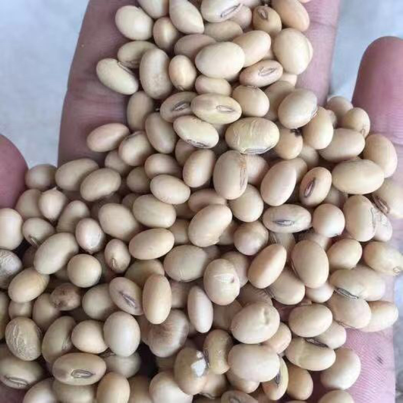 黄豆颗粒饱满货源充足欢迎来电咨询