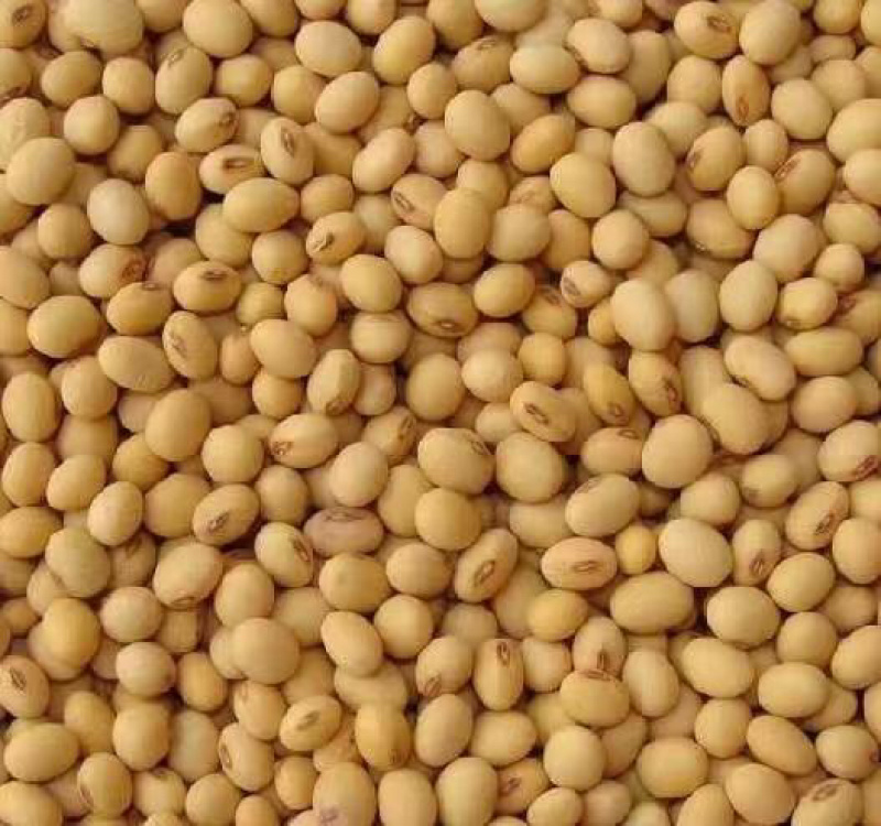 黄豆颗粒饱满货源充足欢迎来电咨询