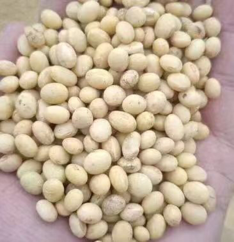 黄豆颗粒饱满货源充足欢迎来电咨询