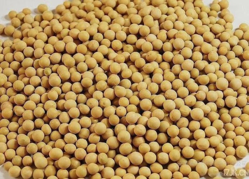 黄豆颗粒饱满货源充足欢迎来电咨询
