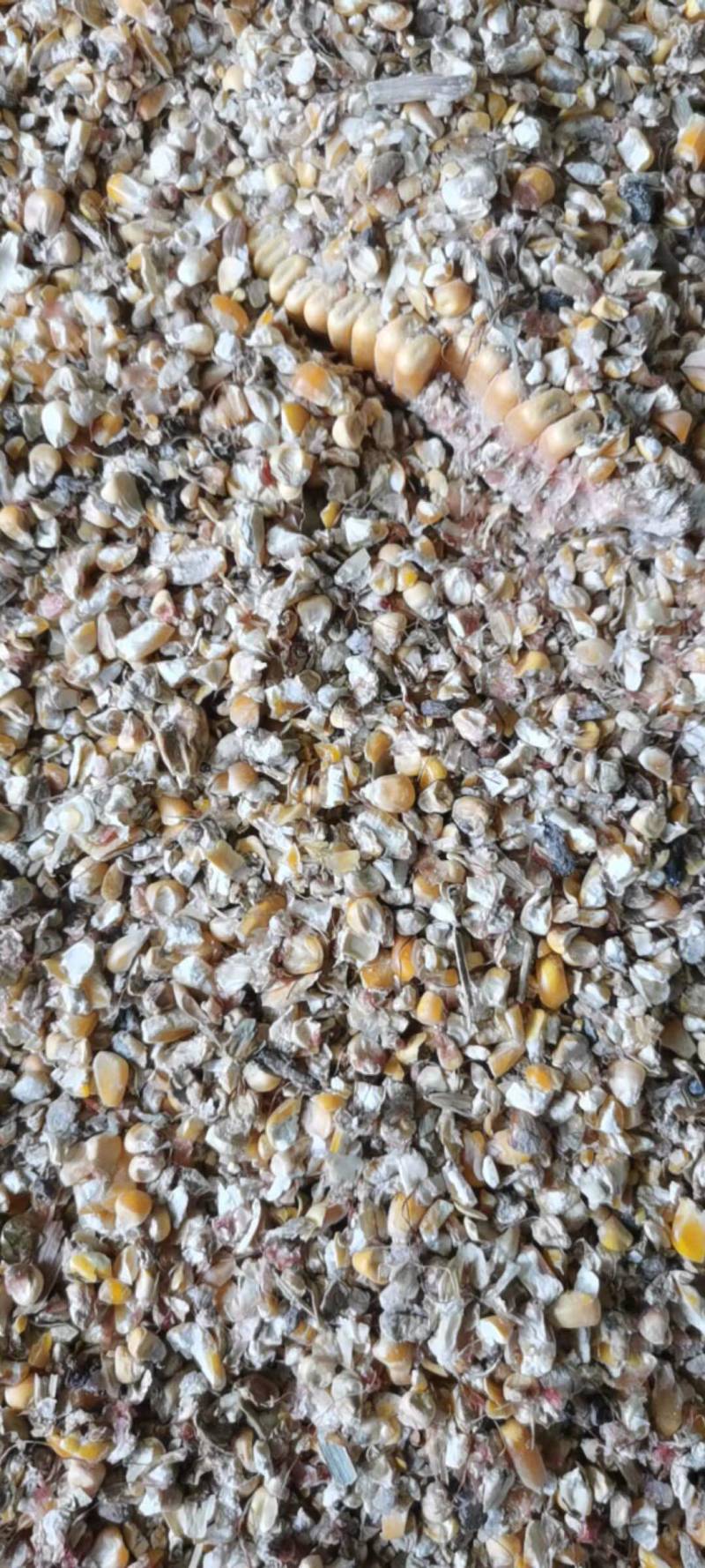 碎玉米可做鸡鸭牛羊饲料长期有货量大