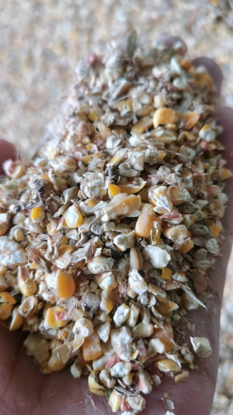 碎玉米可做鸡鸭牛羊饲料长期有货量大
