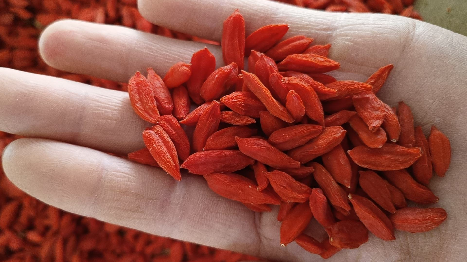 优质宁夏中宁枸杞实物图:展示干果形态、色泽与质地,体现原生态农产品特征 特写镜头下的优质宁夏中宁枸杞干果,深红色、条形均匀、表面有自然褶皱,散落在竹编簸箕上,背景虚化的农田风光