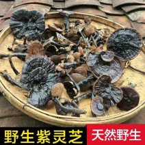 野生紫灵芝纯野生货统货新货一手货源长期稳定供货