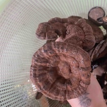 带孢子粉野生灵芝广西深山紫灵芝黑灵芝一手货源长期稳定供货
