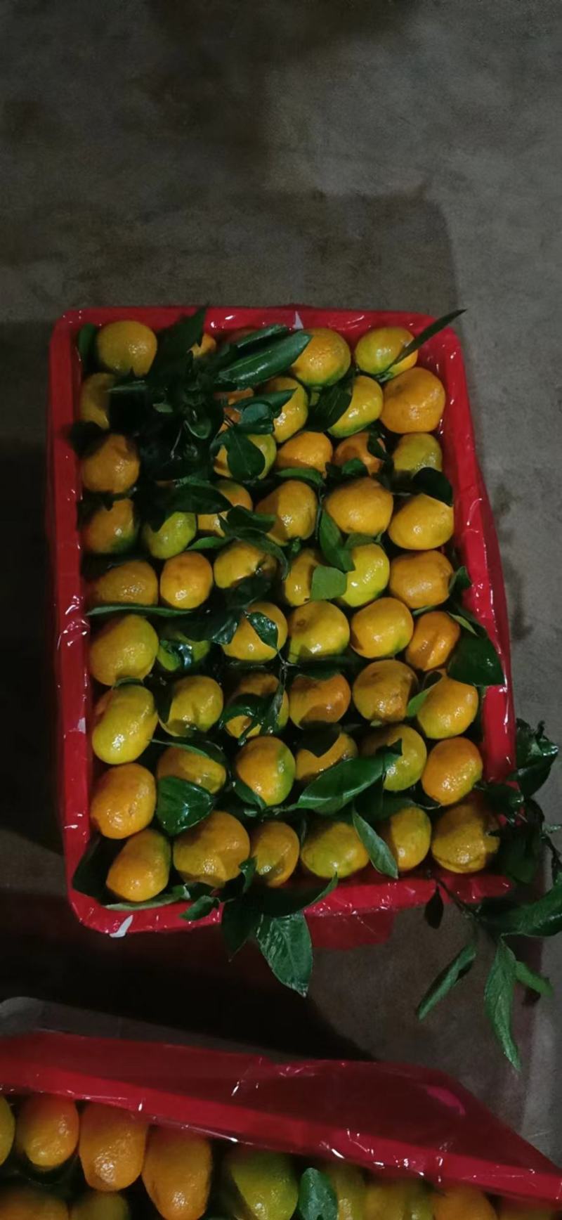 蜜橘云南蜜橘准备上市，需要的老板提前联系欢迎致电