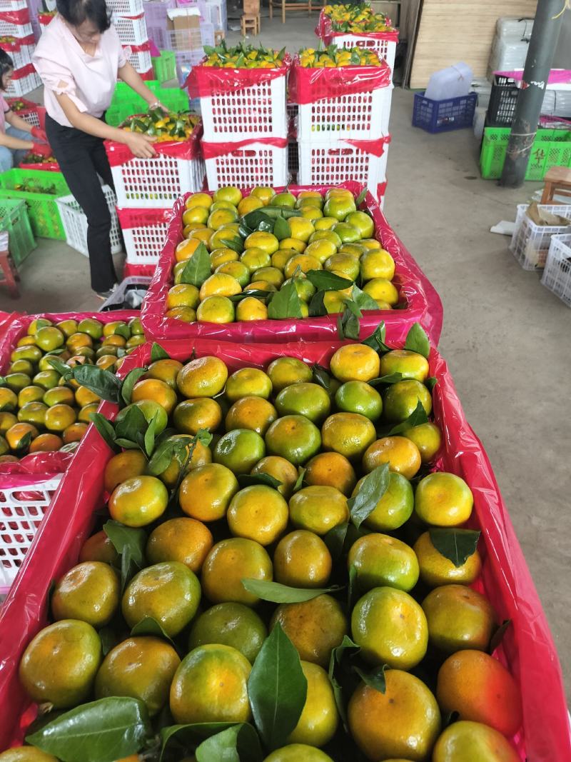 蜜橘云南蜜橘准备上市，需要的老板提前联系欢迎致电