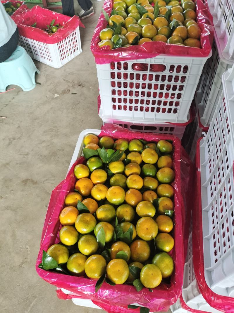 蜜橘云南蜜橘准备上市，需要的老板提前联系欢迎致电