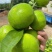 蜜橘云南蜜橘准备上市，需要的老板提前联系欢迎致电