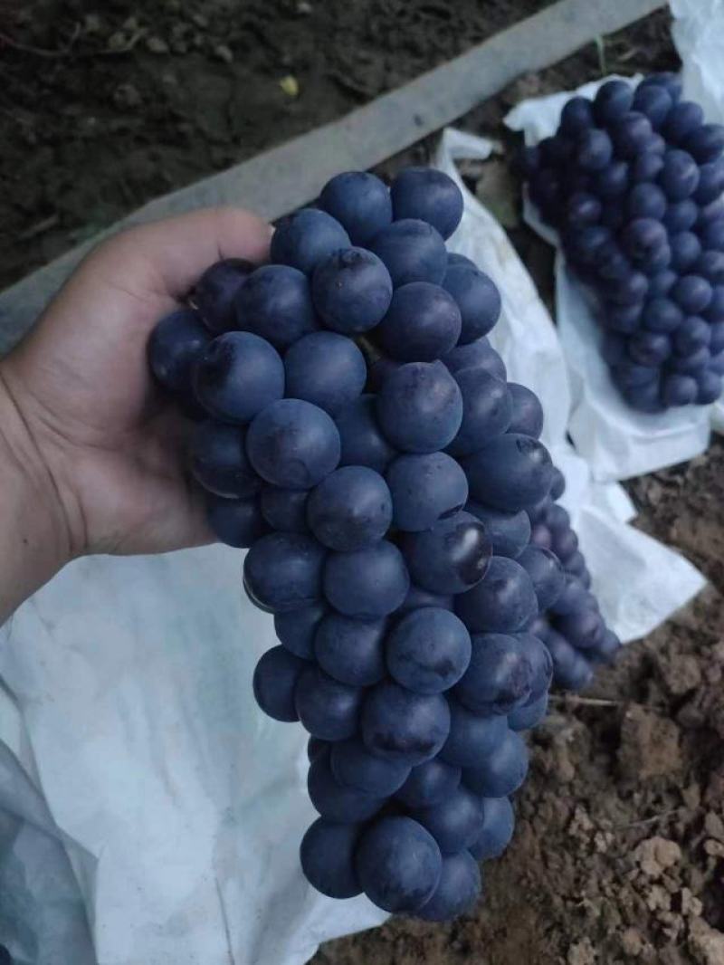 农户自产自销自然长成鲜果，精品夏黑，巨峰，阳光玫瑰