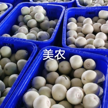 河南甜瓜已大量上市需要的老板可以联系我