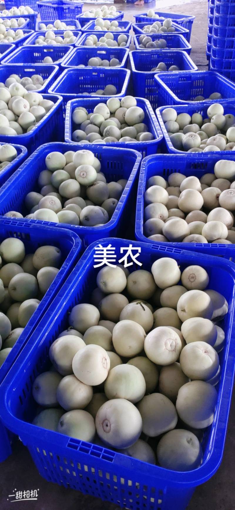 河南甜瓜已大量上市需要的老板可以联系我