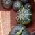 凌海黄金南瓜，有板栗，甜力王，爱必斯等多个品种