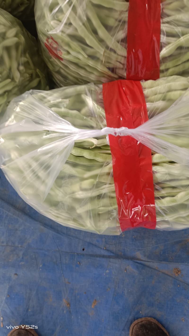 白条豆角20厘米以上