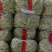 白条豆角20厘米以上
