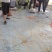 白条豆角20厘米以上