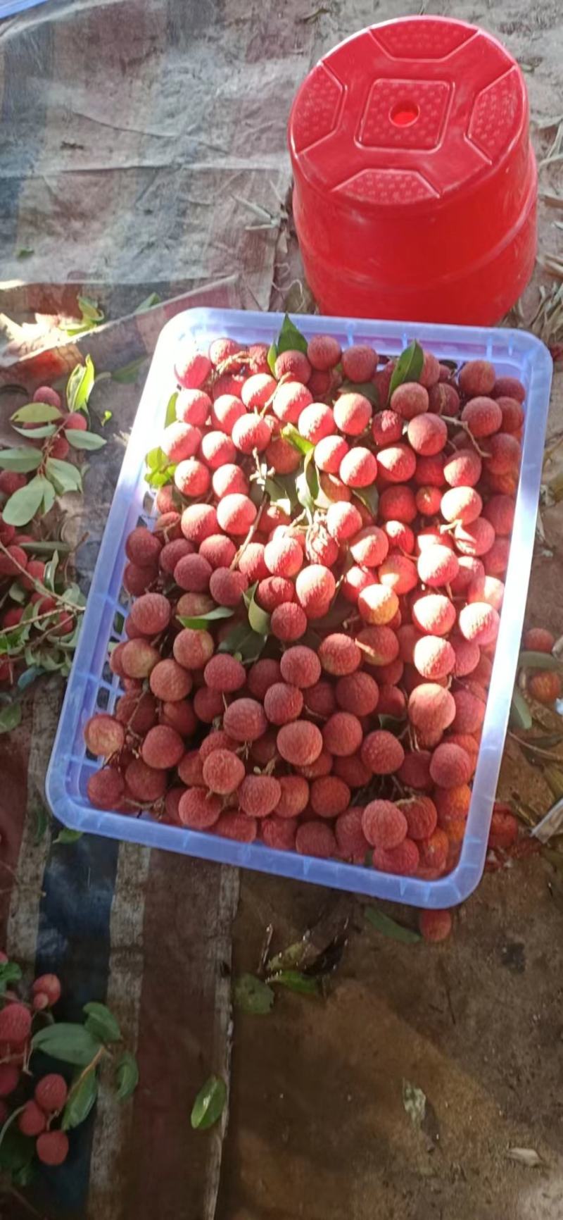 【新鲜上市】广西桂林黑叶荔枝清甜爽口自然成熟量大价优