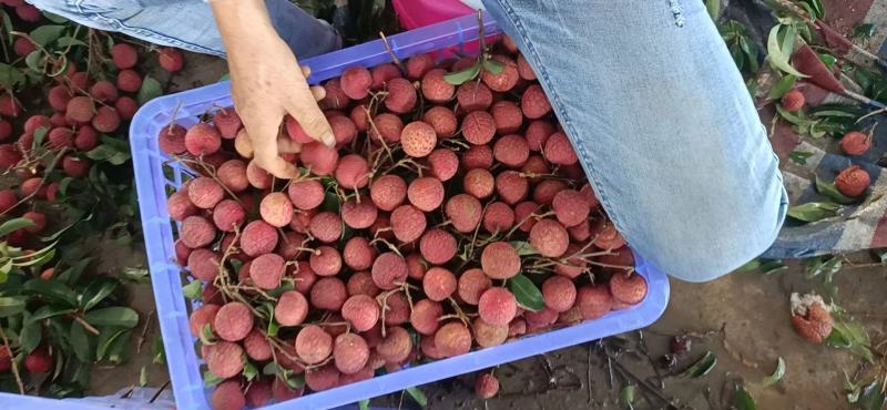 【新鲜上市】广西桂林黑叶荔枝清甜爽口自然成熟量大价优