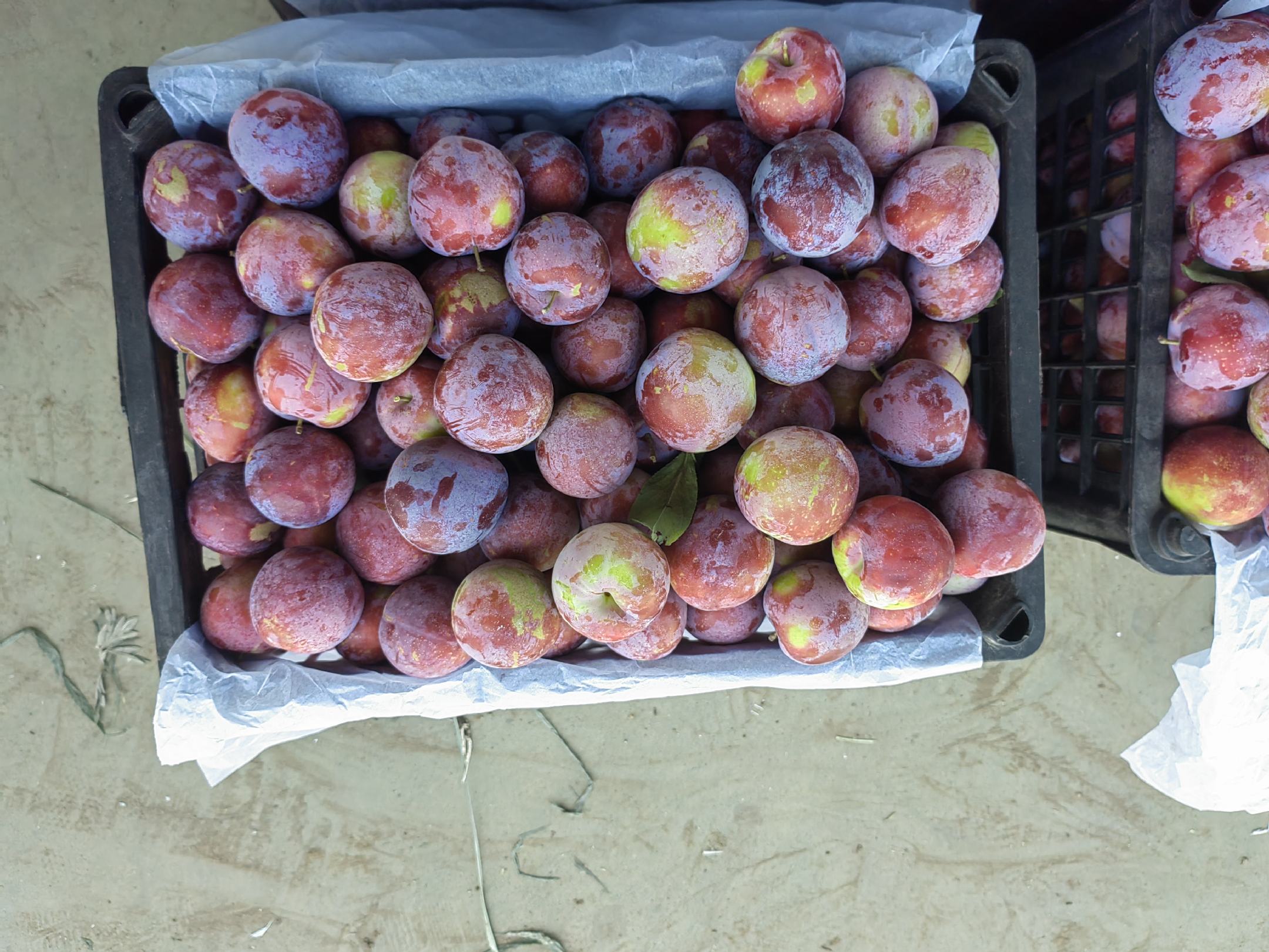 展示前卫红李子的深红色果皮与饱满果肉 前卫红李子果实特写