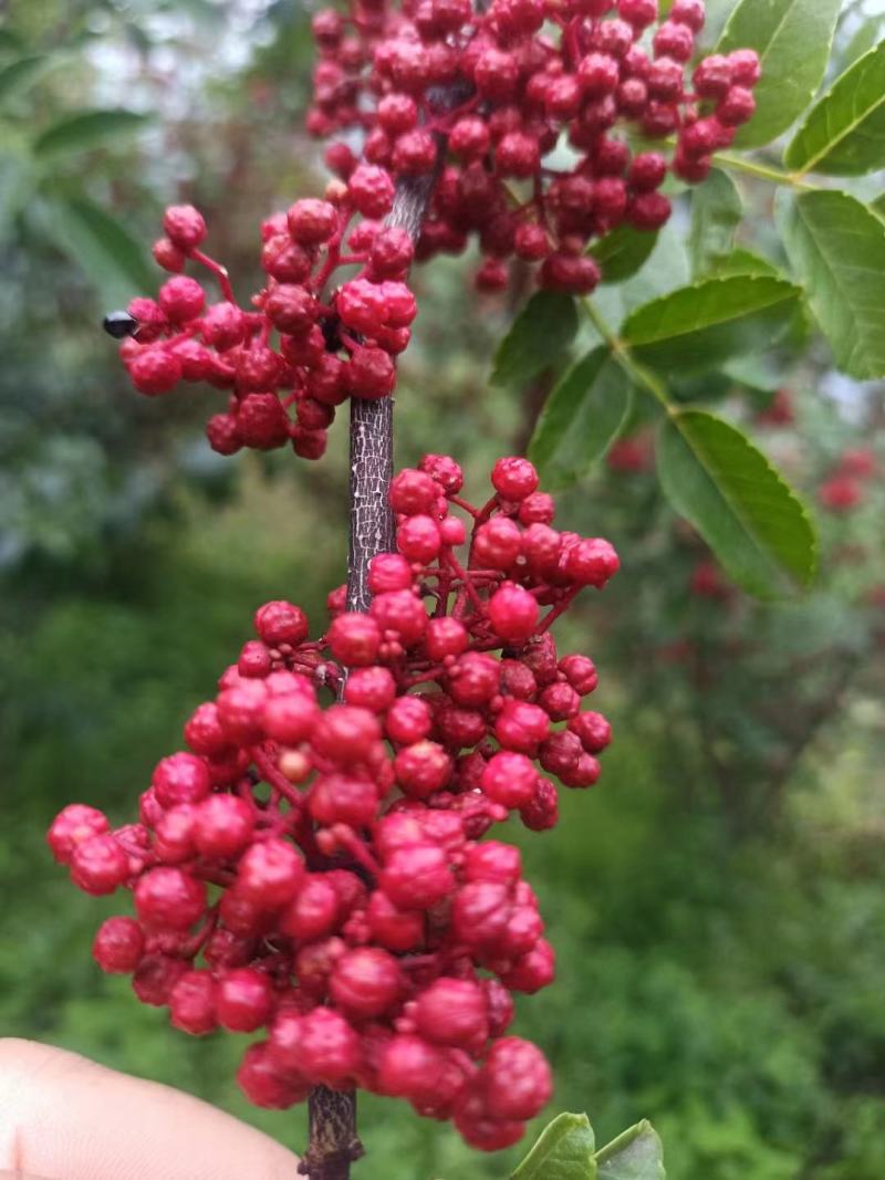 优质鲜花椒现摘现发产地直供品质保证全国发货价格优惠