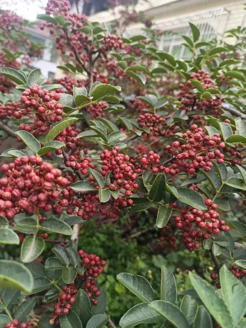 优质鲜花椒现摘现发产地直供品质保证全国发货价格优惠