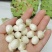 新鲜的莲蓬，大量有货，量大从优，欢迎新老客户前来合作