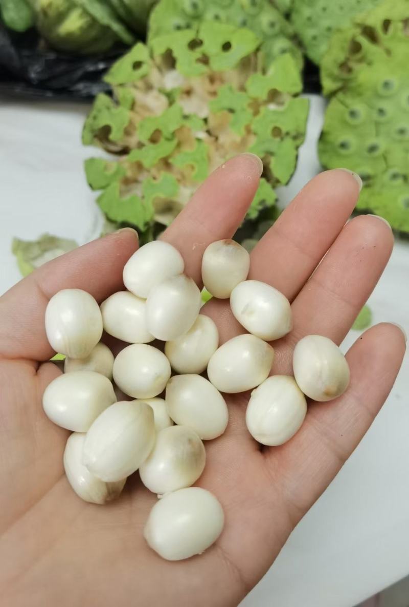新鲜的莲蓬，大量有货，量大从优，欢迎新老客户前来合作