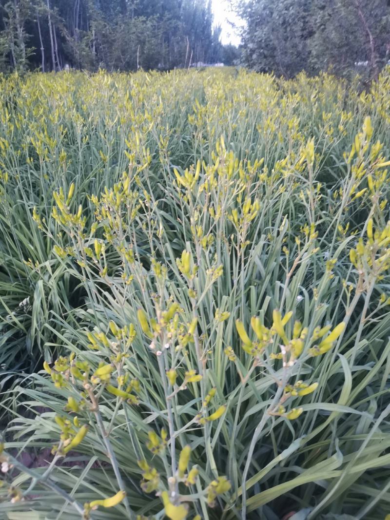 黄花菜产地直销