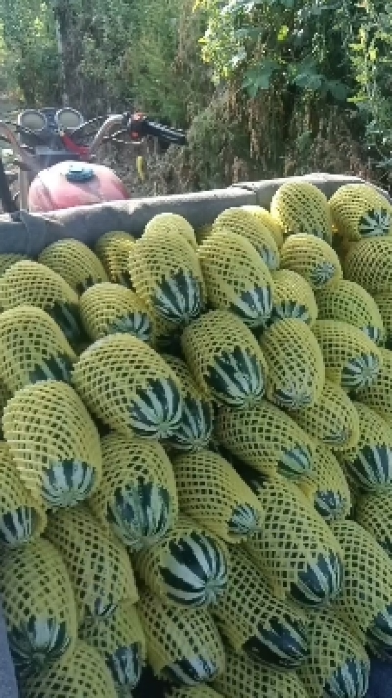 甜瓜