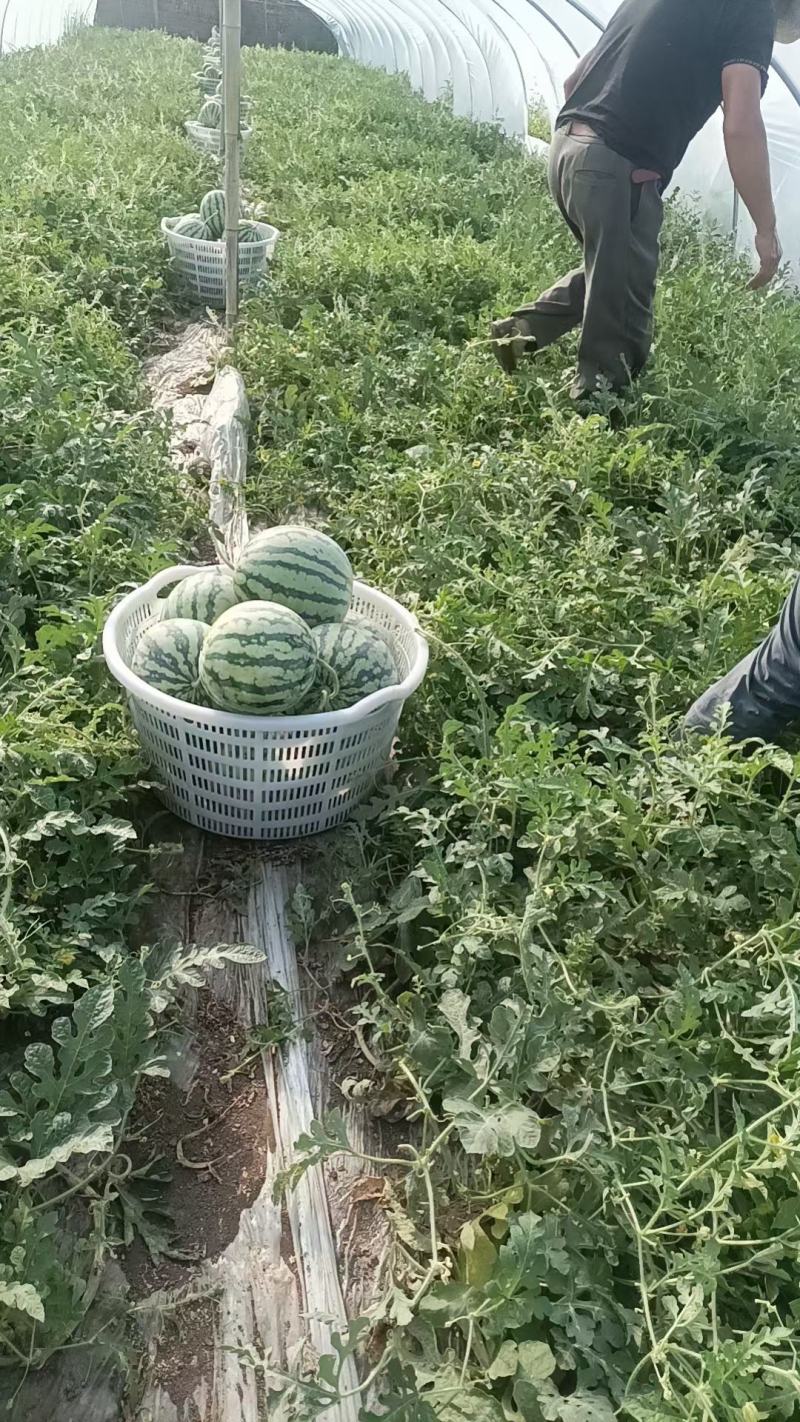 河北唐山丰南区美都麒麟二茬