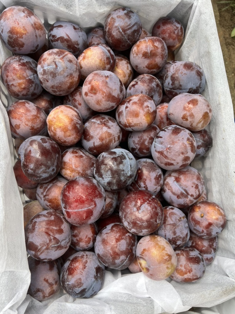 陕西扶风万亩千味红李子，大量上市中，产地一手货源，