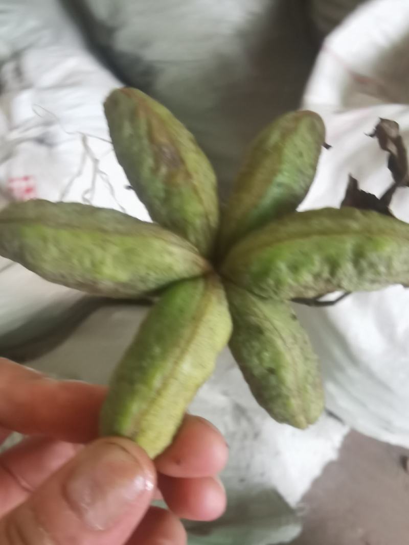 牡丹角30吨，牡丹种子