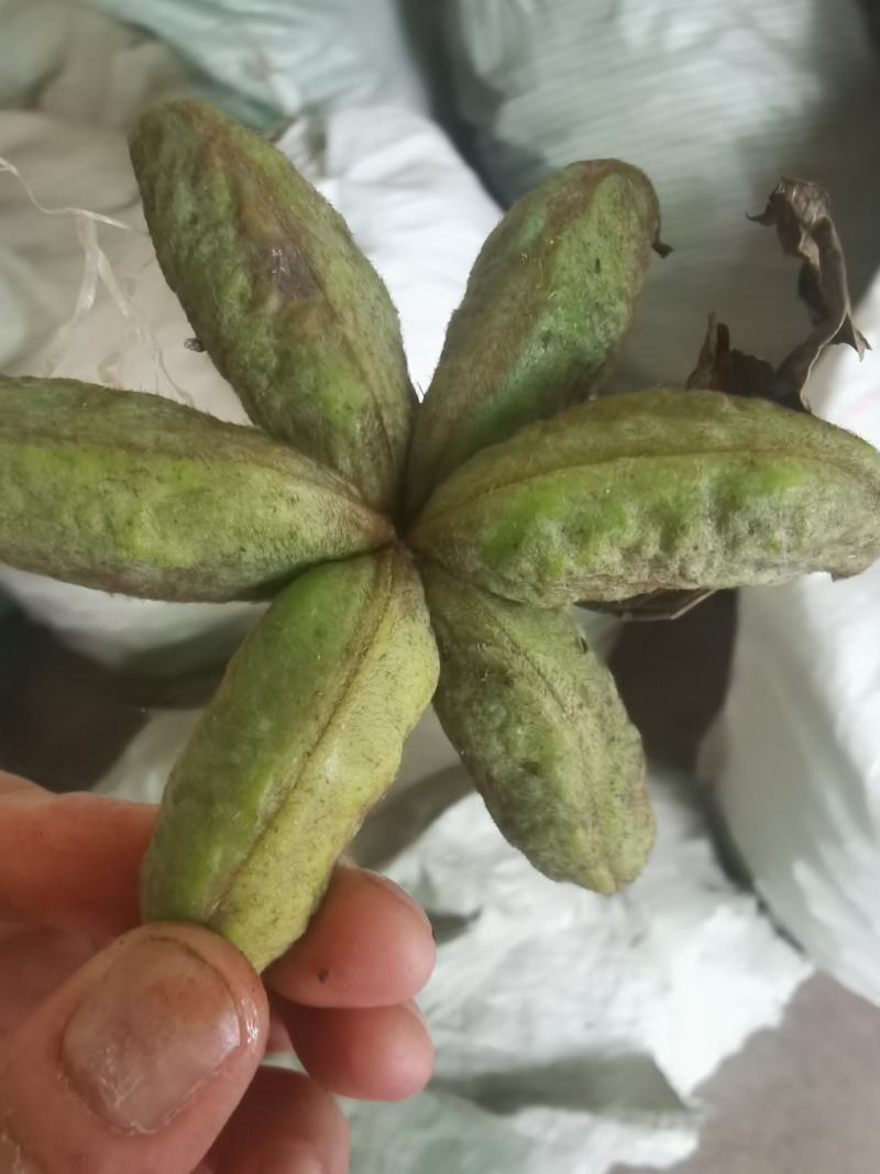 牡丹角30吨，牡丹种子