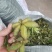 牡丹角30吨，牡丹种子