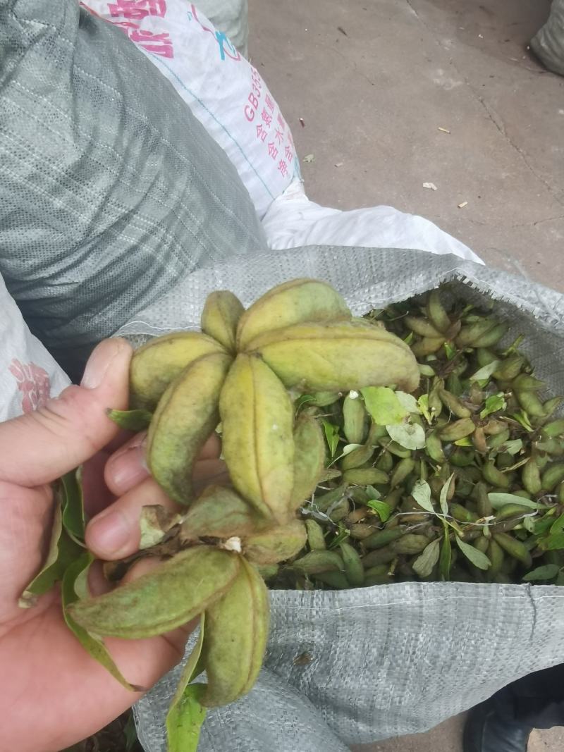 牡丹角30吨，牡丹种子