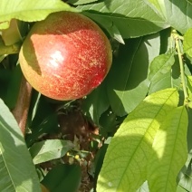 油桃，杠9上市了，大量出售