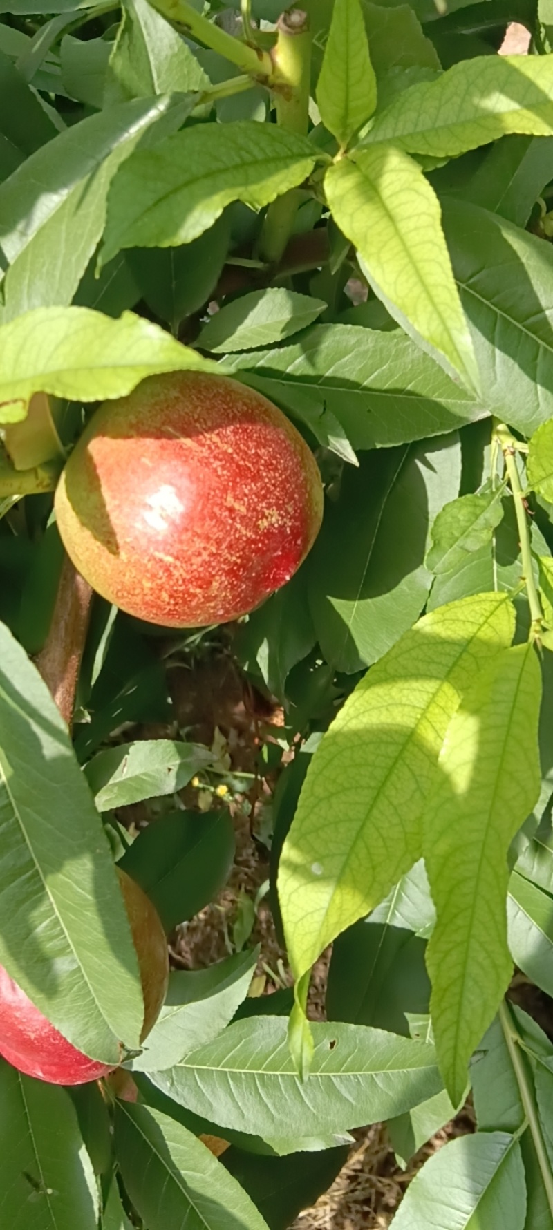 油桃，杠9上市了，大量出售