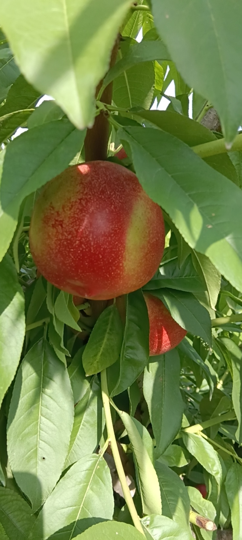 油桃，杠9上市了，大量出售