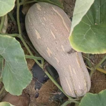 本地蜜本南瓜大量上市貨源很充足質量好，口感好有看中的老闆