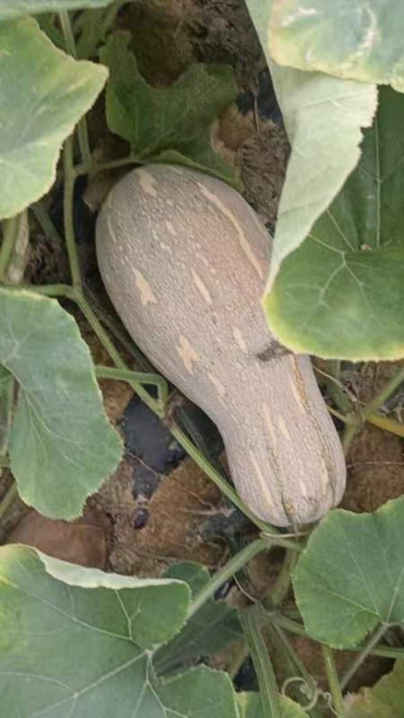 本地蜜本南瓜大量上市貨源很充足質量好，口感好有看中的老闆