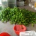 江苏精品【薄皮辣椒】薄皮青椒基地直发货源充足欢迎抢购