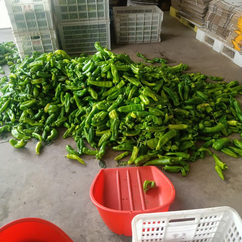 江苏精品【薄皮辣椒】薄皮青椒基地直发货源充足欢迎抢购