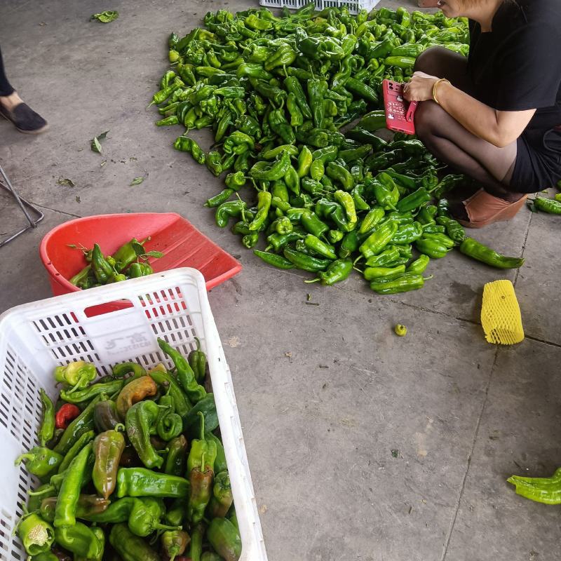 江苏精品【薄皮辣椒】薄皮青椒基地直发货源充足欢迎抢购