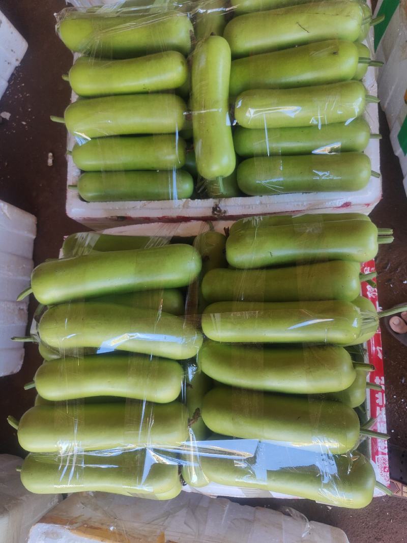 广东瓠瓜新鲜蔬菜瓠瓜夜开花葫芦瓜蒲瓜农家露天种植现摘现发