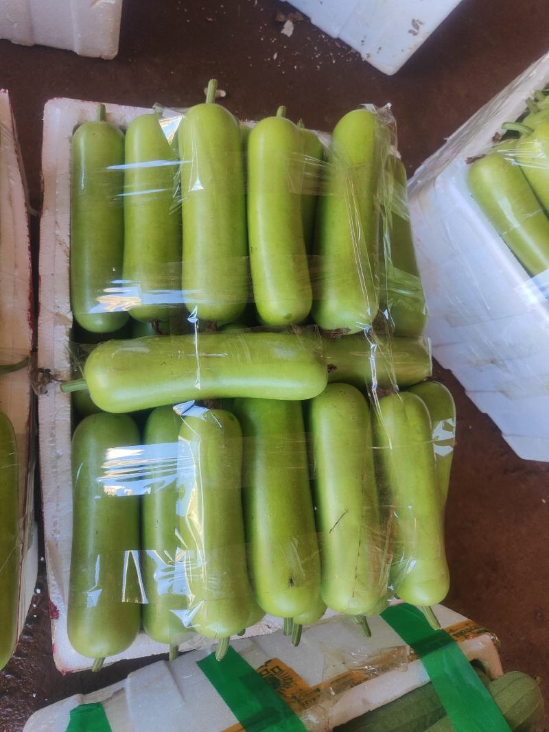 广东瓠瓜新鲜蔬菜瓠瓜夜开花葫芦瓜蒲瓜农家露天种植现摘现发